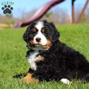 Crooked Jim, Bernese Mountain Dog Puppy